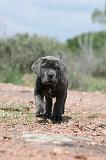 CANE CORSO 308